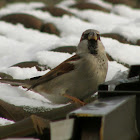 House sparrow