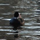 Eurasian coot