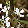 Wild Radish