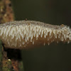 Toothed Jelly Fungus