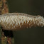 Toothed Jelly Fungus