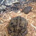 Marine toad
