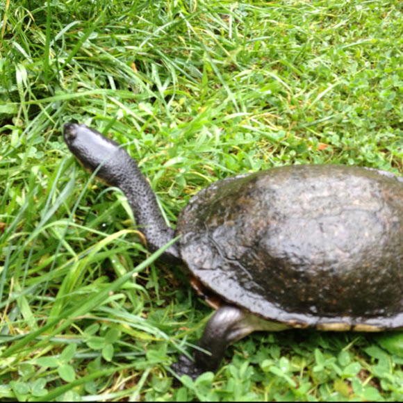 Eastern longnecked turtle Project Noah