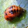 ladybug Pupa