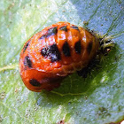 ladybug Pupa