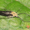 Caddisfly infected by fungus
