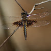 Mantled Baskettail Dragonfly