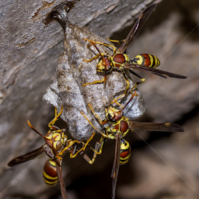 Under Construction by Robert Marquis - Nature Up Close Hives & Nests
