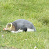 yellow eyed-penguin (hoiho)