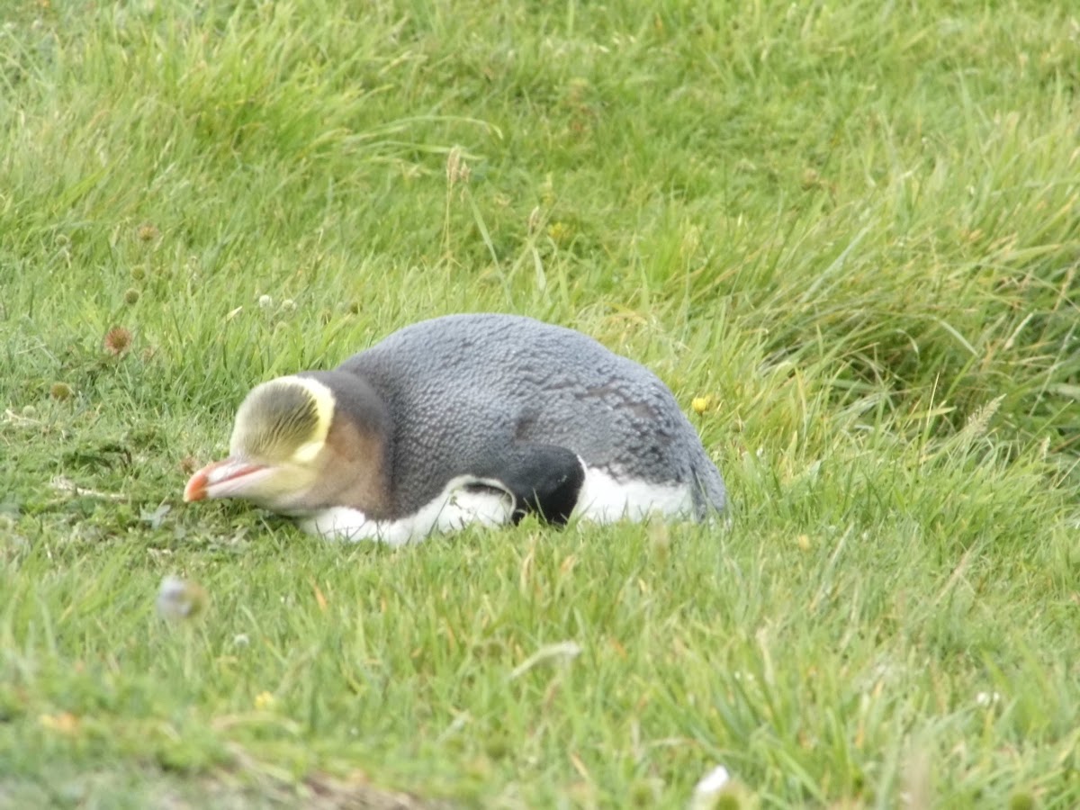 yellow eyed-penguin (hoiho)