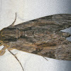 Convolvulus Hawk Moth