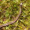 Common Garter Snake