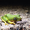 Seychelles Tree Frog