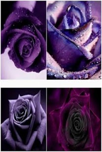 Download Lilac Roses APK for Android