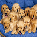 Dogs Sale logo