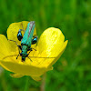 Flower beetles