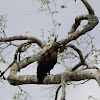 Long-crested Eagle