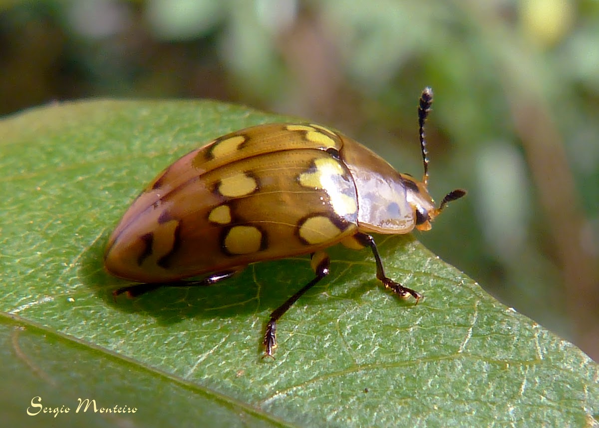 Buprestid beetle