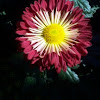 Spoon Chrysanthemum