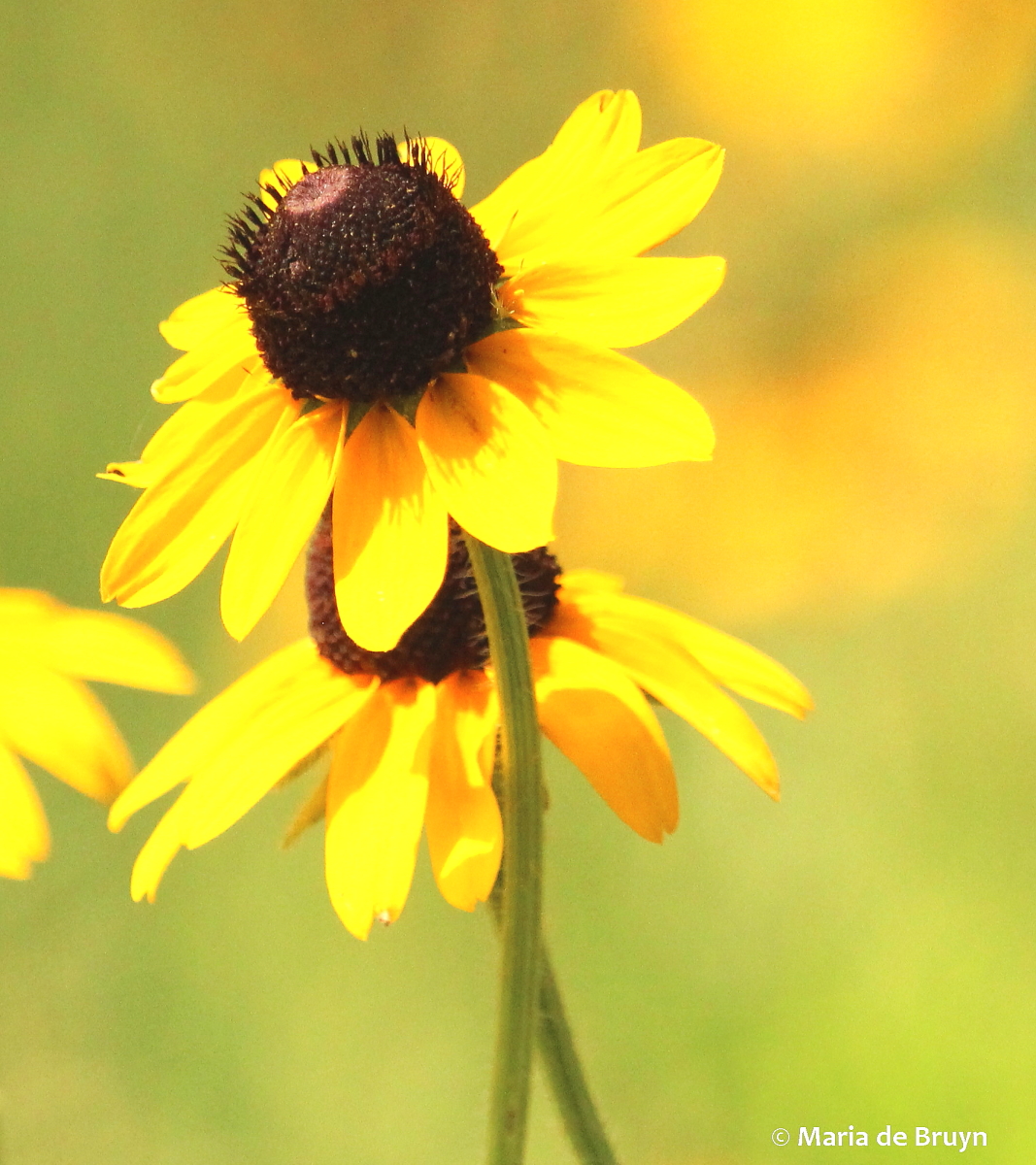 Black-eyed Susan