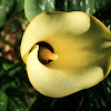 Golden Arum Lily