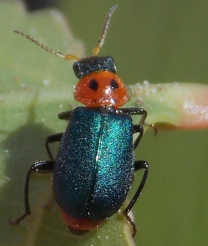 Two-spotted Melyrid Beetle