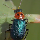 Two-spotted Melyrid Beetle