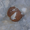 Fossil Heart urchin