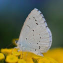Holly Blue or Faulbaum-Bläuling