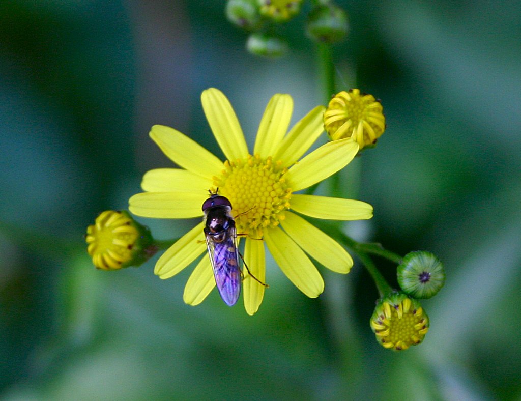 Hover Fly / Flower Fly/ Soldier Fly
