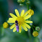 Hover Fly / Flower Fly/ Soldier Fly