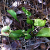 Purple Pitcher Plant