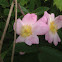 Dog Rose