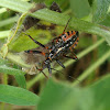 Assassin Bug (Late Nymph Instar)