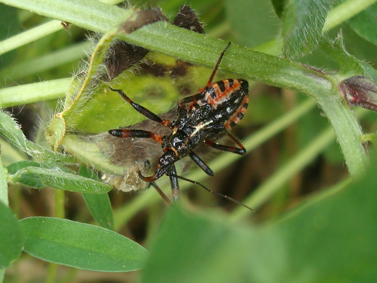 Assassin Bug (Late Nymph Instar)
