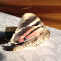 French Red Underwing