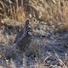 Northern Bobwhite