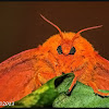 Spiny Oakworm Moth