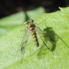 Long-legged Fly