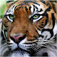 Princess Tigress APK