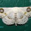 Eye Looper Moth
