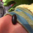 Pill bug or rollypolly
