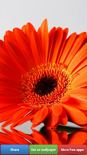 download Wallpaper Bunga-bunga free