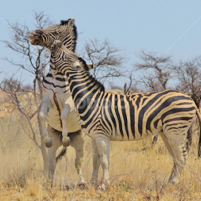 Zebra Fight - Dominance is Everything by Dries Alberts - Animals Other Mammals
