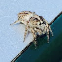 Brown jumping spider