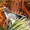 Southern yellow-billed hornbill