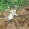 Gaboon Viper