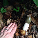 Stinkhorn