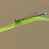 Eastern Forktail damselfly (male)