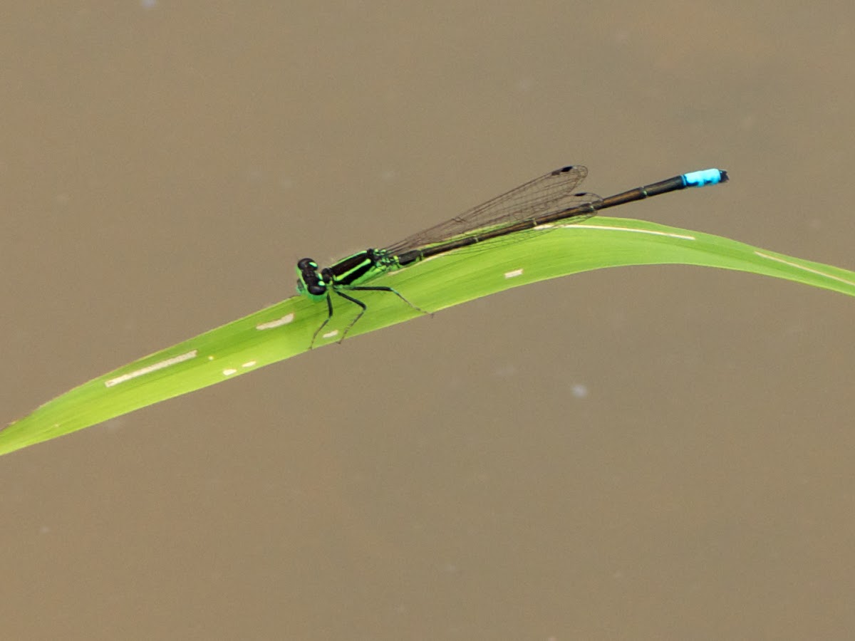 Eastern Forktail damselfly (male)